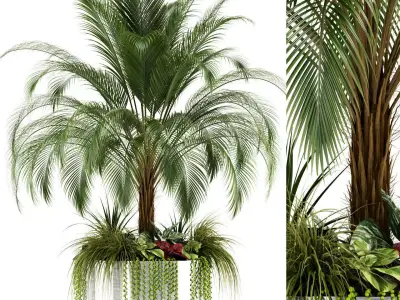 Plants collection 104 3D model