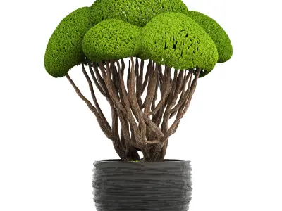 Bonsai tree 3D model