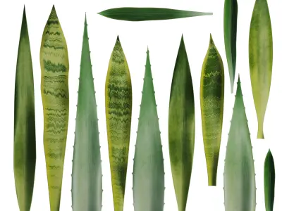 15 Leaves Atlas - 5 Species - PBR - 8K - SBSAR Low-poly 3D model