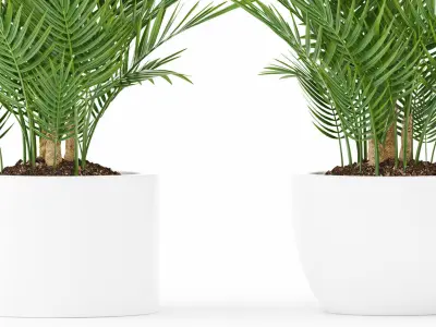 palm plant 144 3D model