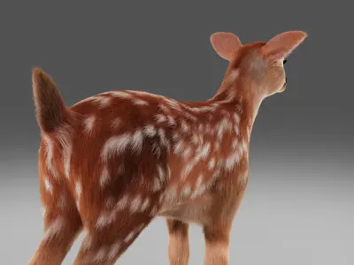 Fur Fawn Deer NO Rigged Blender Low-poly 3D model