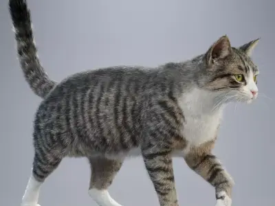 Tabby Cat White Animation  Blender 3D Model 3D model