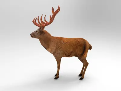Deer rigged animated model model Low-poly 3D model
