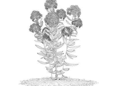 Flowering Sedum Plant Sedum sarmentosum 3D model