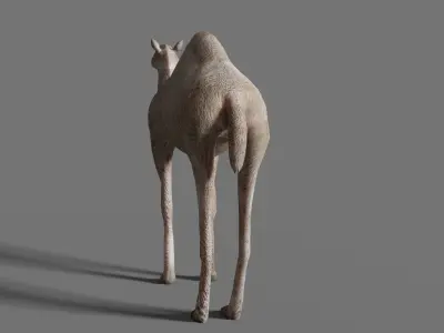camel Low-poly 3D model