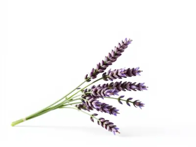 Realistic Lavender Plant Diversity model pack Low-poly 3D model