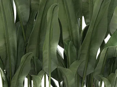 Decorative banana in a white flowerpot 539 3D model