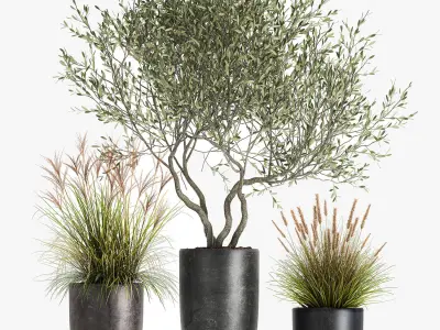 Plants in a black pot for the interior 1052 3D model