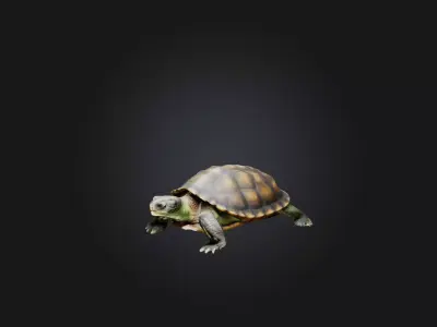 Realistic Injured Turtle Model Low-poly 3D model