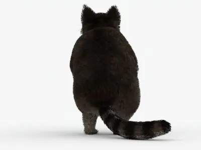 Animated Raccoon with MAYA XGEN Fur Low-poly 3D model