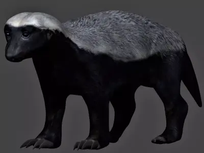 Honey Badger Low-poly 3D model