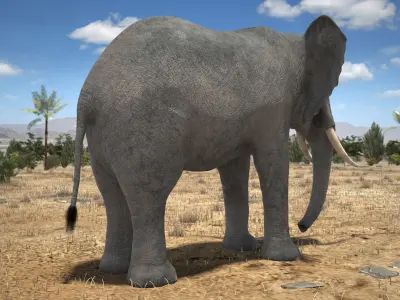 African Elephant Rigged for 3dsmax 3D model
