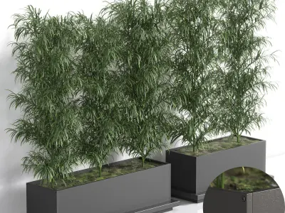 Palm in Plant Box 3D model