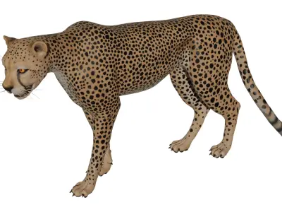 Cheetah Low-poly 3D model order