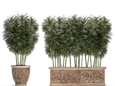 Bamboo tree in classic flowerpots for parks and garden 495 3D model