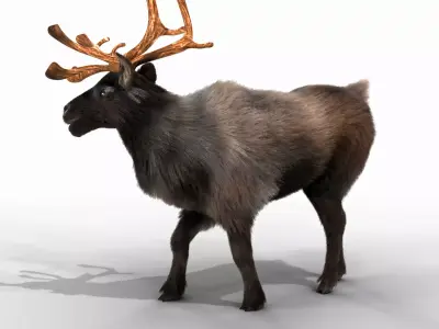 Fur Black Reindeer Rigged Blender Low-poly 3D model