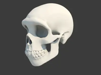 Skull Neanderthal 3D model