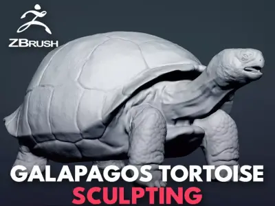 Galapagos Tortoise Sculpt 3D model