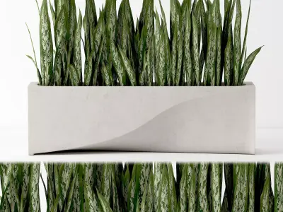 indoor plant 04 3D model