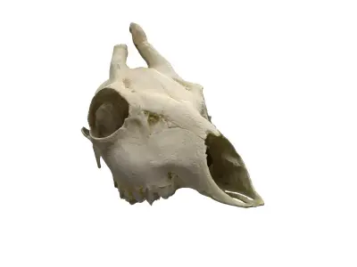 Skull - Deer Low-poly 3D model