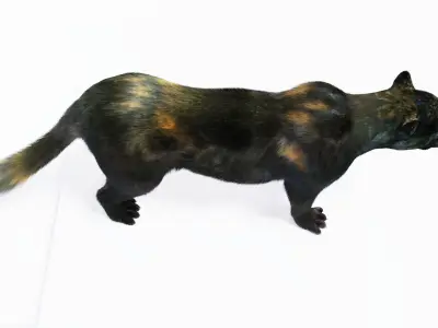 Realistic Fur Black Panther3D Model NO RIG Low-poly 3D model