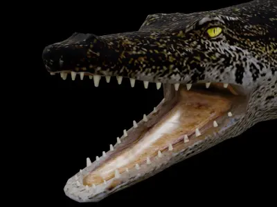 Nile Crocodile Low-poly 3D model