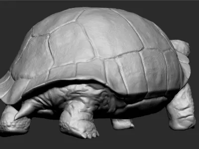 Galapagos Tortoise Sculpt 3D model