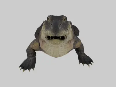 Realistic Crocodile 3D Model Game Ready Textures FBX C4D Blender Low-poly 3D model