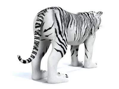 3D White Tiger 3D model
