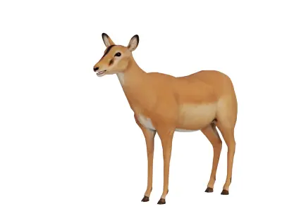 Black Faced Female Impala Low-poly 3D model