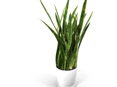 Sansevieria snake plant 3D model