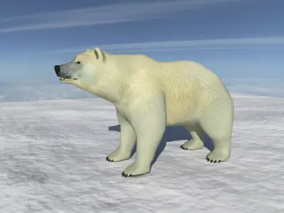Polar Bear 3D Model with Animations  Game Ready Low-poly 3D model