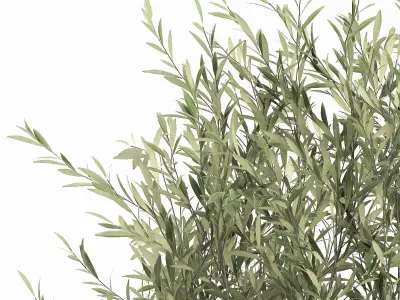 Plants in a black pot for the interior 1051 3D model