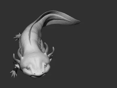 Ambystoma mexicanum - Mexican salamander - Walking fish 3D model