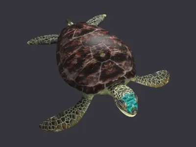 Green Sea turtle sea green pacific asian tropical atlantic 3D model