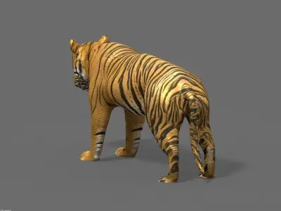 tiger 3D model buy