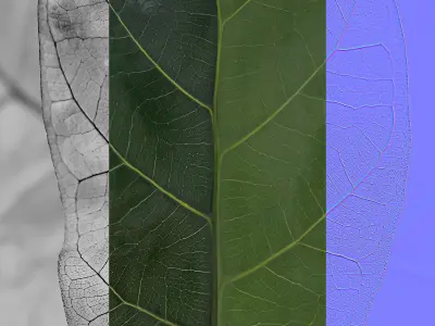 Ficus Lyrata in black pot 3D model