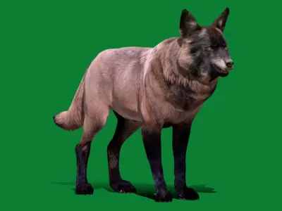 Alexander Archipelago Wolf Low-poly 3D model