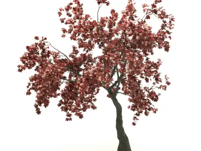 Red Maple no 1 3D model