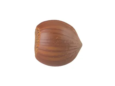 Photorealistic Hazelnut 3D Scan 3 3D model