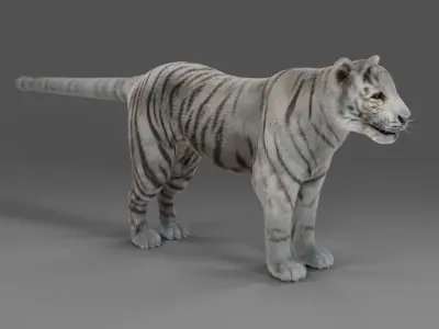 Fur White Tiger NO Rigged in Blender  Low-poly 3D model