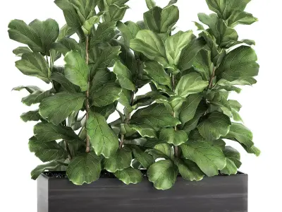 Ficus lyrata trees in a pot for the interior 863 3D model
