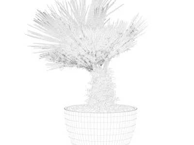 Chamaerops palm 05 3D model