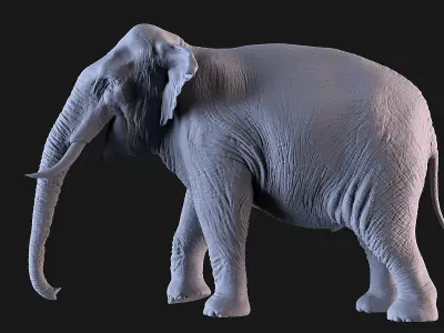 Elephants  African and Asian Species 3D print model