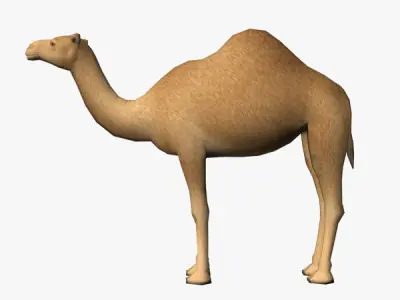 Camel Low-poly 3D model