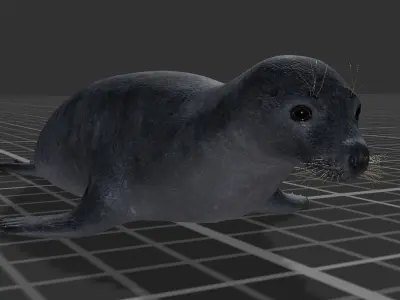 Arctic Seal Low-poly 3D model