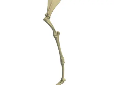 Camel Animal Humerus Arm  3D model