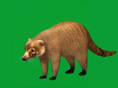 Coatis  Coatimundis Nasus Low-poly 3D model