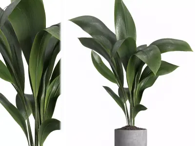 indoor plant 021 3D model