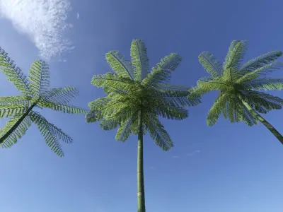 Schizolobium Parahyba  Brazilian Fire Tree 3D model